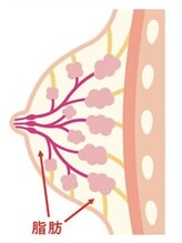 【原因２★　脂肪量が少ない】