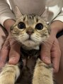 エルフラージュ 銀座店 マンチカンとベンガルのハーフです
