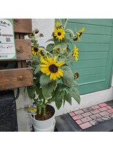 ミホズルーム(Miho‘s room)/100輪咲ひまわり