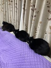 ソワンド ルバンシュ/我が家の猫☆