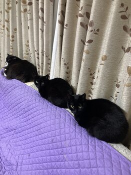 ソワンド ルバンシュ/我が家の猫☆