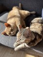鈴木整体院 門前仲町店 飼い猫たち(^^)動物全般大好きです♪