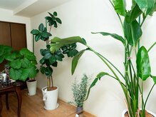 D-マウラニスタイル