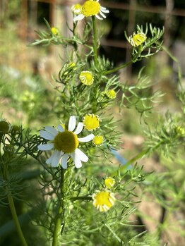 ケーアンドケー(K&K)/カモミール