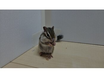 どこでもだれでも整体院四一/看板娘・シマリス「リン」