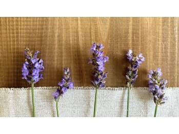 アロマルーム樅/