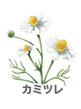 ヨサパーク ラグーン 新大久保(YOSA PARK lagoon)/カミツレ(キク科)