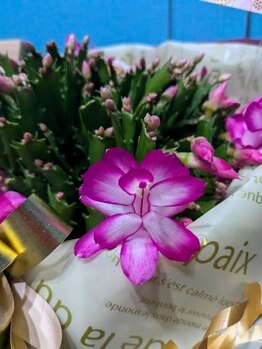 幸縁/シャコバサボテン