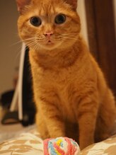 モグネイル(Mogunail) にゃんぴら 看板店長