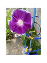 ポノサロン(pono salon)/朝顔