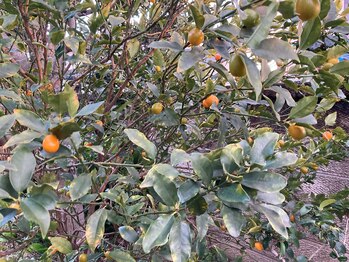 たにあん/キンカンの実