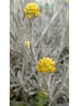 ヨウジョウ庵 船橋塚田(yojo庵)/エントランスを彩る仲間たち