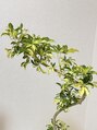 仙豆のちから 心斎橋店&nbsp;観葉植物を買いました♪