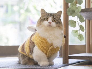 晴々/ブンブンミモザ