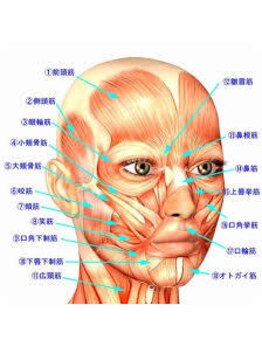 リベル(Liber)/顔にはたくさんの筋肉があります
