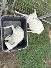 モンゴル式リラクゼーション　癒しのおうち/看板ヤギ　ポッキー