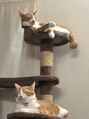 アイム 新宿西口店(i'm) 実家の双子の猫ちゃん!会いたくて月イチで帰っていますっ