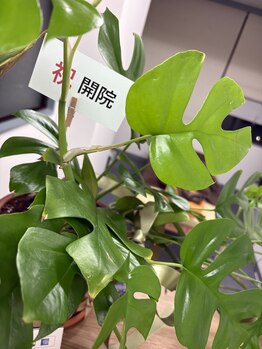 セントラル保谷治療院/