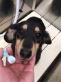 ヌク(nuku) ペットに癒されてます