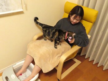 リクらむ/看板猫ラムとのふれあいタイム１