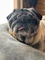 ビーミー 可児店(Be me)&nbsp;実家で飼っているパグが毎日の癒しです。