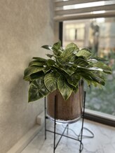 ジュエカフネ 広尾(JueCAFUNe)/グリーンで癒し空間