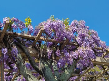 虹(Niji)/◆ふじ棚