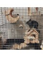 ムニムサン(0203 munimusan)&nbsp;小動物が好きで、チンチラがおうちにいます♪