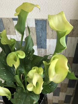 にしざわ整体院/店内の花