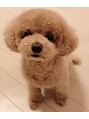 美人バスト 岡崎店 愛犬キャンデイです。癒されてます。/バストアップ/バストケア