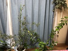 ハミングバード/