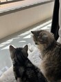 ザサードヘアー メンズアイブロウ船橋店(THE 3rd HAIR)&nbsp;アメショーとペルシャの甘えん坊の女の子の猫ちゃん飼ってます♪