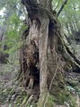 癒しサロン 和み&nbsp;1000年以上経ったものが『屋久杉』らしい　すごい生命力
