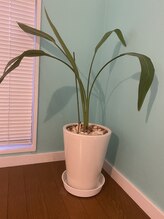 ソービュート(SO BEAUTE)/ストレリチア