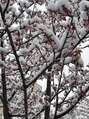 ジョンファ目黒鍼灸院&nbsp;今年は大雪で新幹線遅延も雪桜見れて良い思い出！