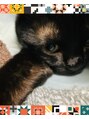 ロマエモイ(ROMA et MOI)&nbsp;黒猫飼ってます。うちの子かわいい！