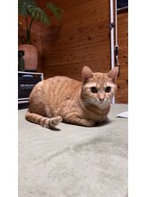 整体藍猫&nbsp;新庄 クヌギ