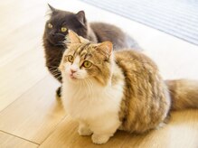 晴々/猫スタッフが皆さまをお出迎え！