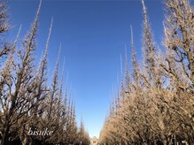 美助(bisuke)/冬のいちょう並木