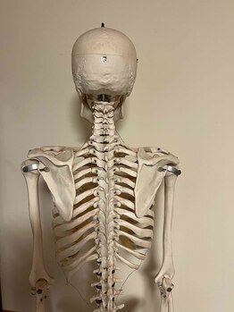 元氣庵 ヒロ(元氣庵☆HIRO)/全身骨格模型/背中部