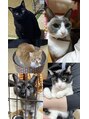 チェリッシュ 博多(CHERISH)&nbsp;猫ちゃん5匹と暮らしてます♪