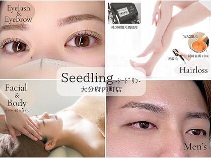 シードリン(Seedling)の写真