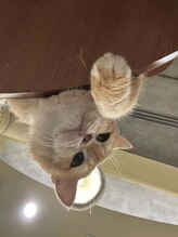 ピオミエルネイル 新宿(pio miel nail)&nbsp;Lisa 