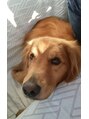 エール 恵比寿店(AILES)&nbsp;ゴールデンレトリバーの愛犬です♪穏やかでお利口さんです(^^)