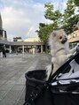 エクシアホワイトニング 相模大野店 ポメ飼ってます♪私の宝物ぽんずちゃんです♪