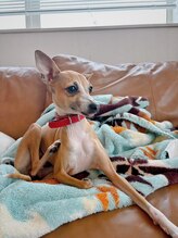 ハルカビューティーワークス(HARUKA beauty works)&nbsp;看板犬 TURARA