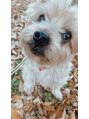 リリー(Lily)&nbsp;愛犬のトップです♪お客様のお出迎えを一緒にしてくれます♪