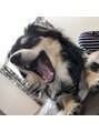 ステラ(STELLA)&nbsp;犬を4匹飼ってます♪