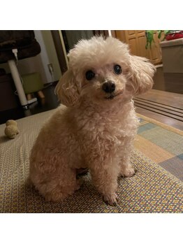 チャナスパ(chana spa)/ウェルカム犬のトナーです!