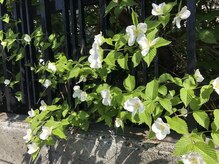 ソワンド ルバンシュ/我が家の庭☆